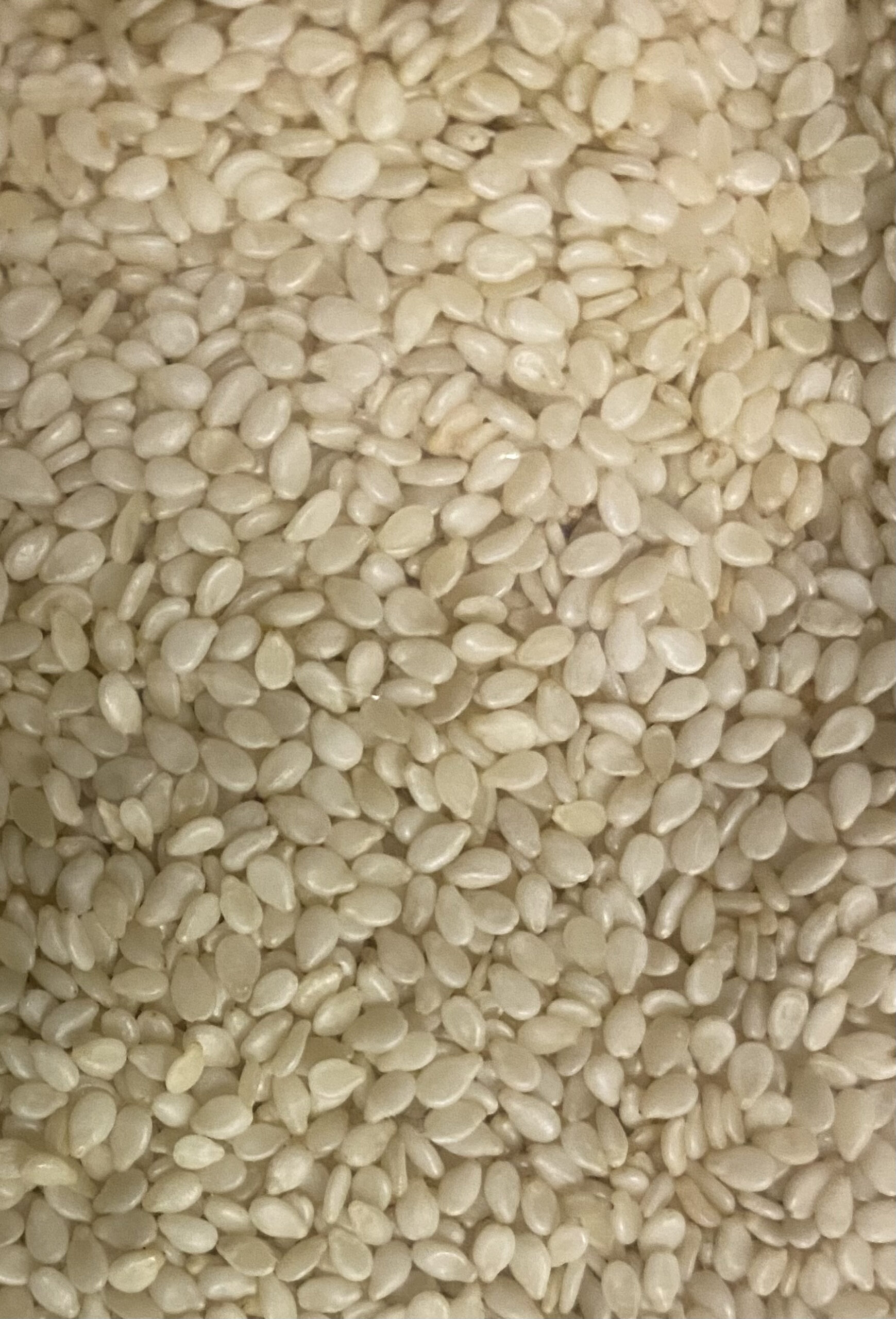 Graines_de_Sesame